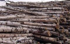 Береза, осина