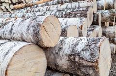Продам березу отборную кругляк