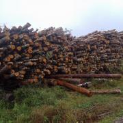 Береза дровяная