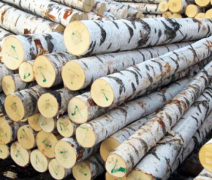 Береза кругляк в бревнах