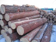 Лиственница кругляк 32-40см продажа оптом.