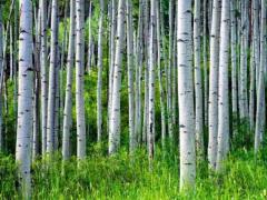 Закупаем Осиновый подтоварник, пиловочник D10-20см, 4-6м, г. Вологда