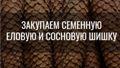 Шишка семенная Еловая/Сосновая