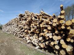 Дровяная береза