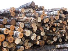 Закупаем Березовый тонкомерный пиловочник D12-16см - Руб 1500 м3 г. Вологда