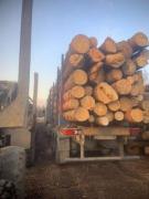 Продам Круглый Лес.Дуб.