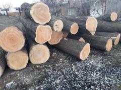 Карагач, акация кругляк продажа оптом.